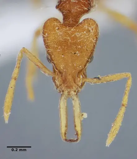 Strumigenys vilhenai specimen