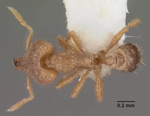 Strumigenys vindala specimen