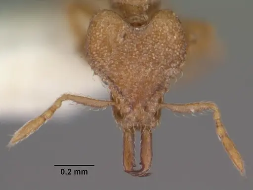 Strumigenys vindala specimen