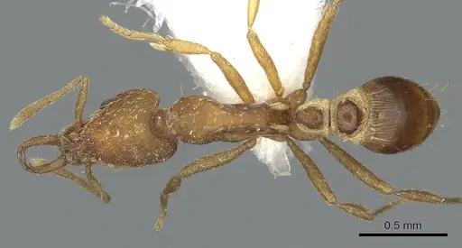 Strumigenys virgila specimen