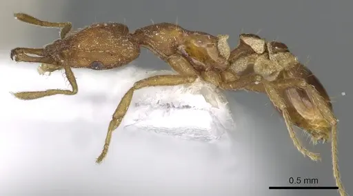 Strumigenys virgila specimen