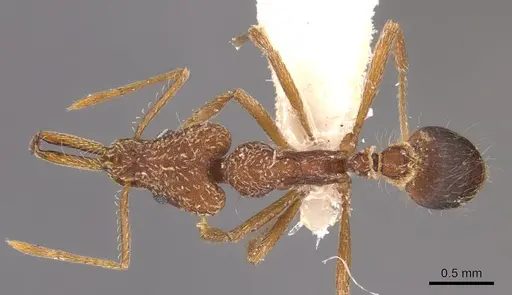 Strumigenys vivax specimen