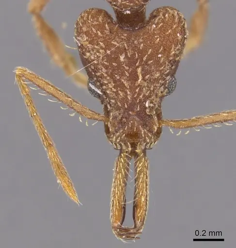 Strumigenys vivax specimen