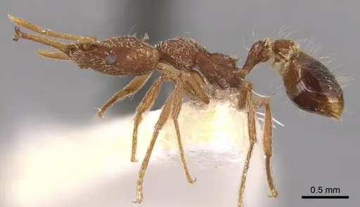 Strumigenys vivax specimen