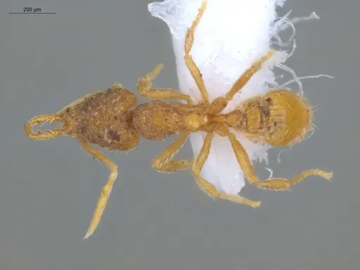 Strumigenys waiwai specimen