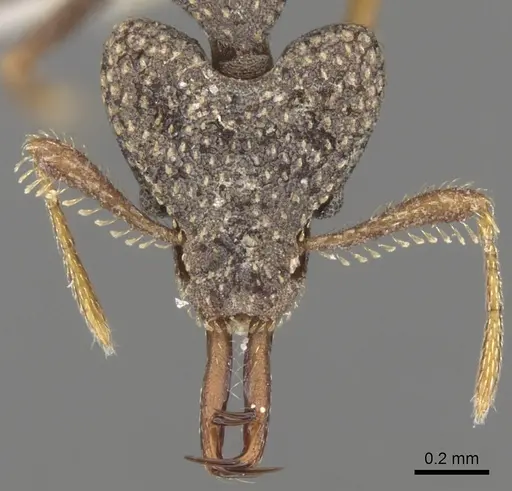 Strumigenys wallacei specimen