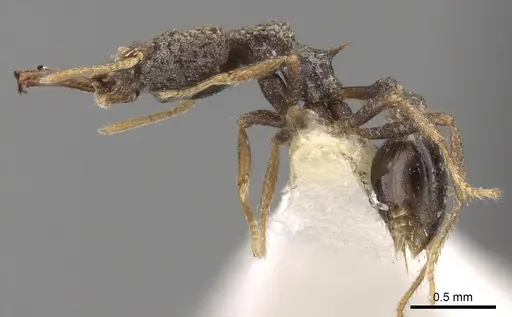 Strumigenys wallacei specimen