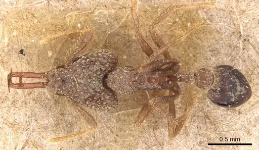 Strumigenys wallacei - CASENT0904943