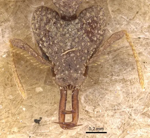 Strumigenys wallacei - CASENT0904943