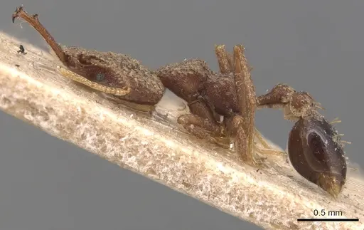 Strumigenys wallacei - CASENT0904943