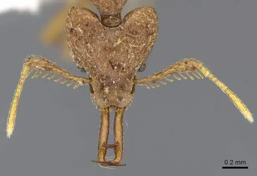 Strumigenys wallacei - CASENT0914878