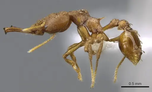 Strumigenys wallacei - CASENT0914878