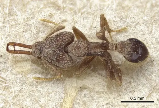 Strumigenys wallacei - CASENT0916690