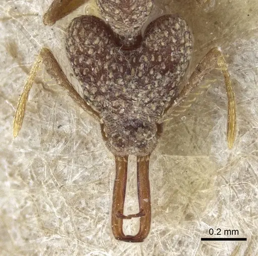 Strumigenys wallacei - CASENT0916690