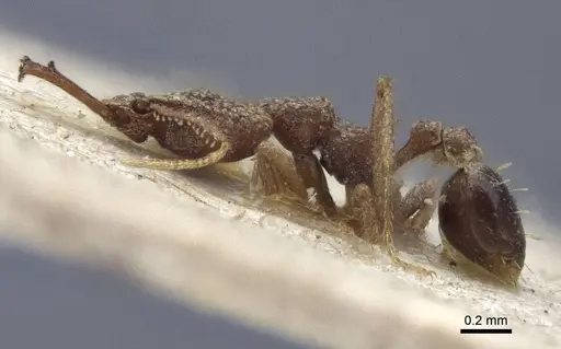 Strumigenys wallacei - CASENT0916690