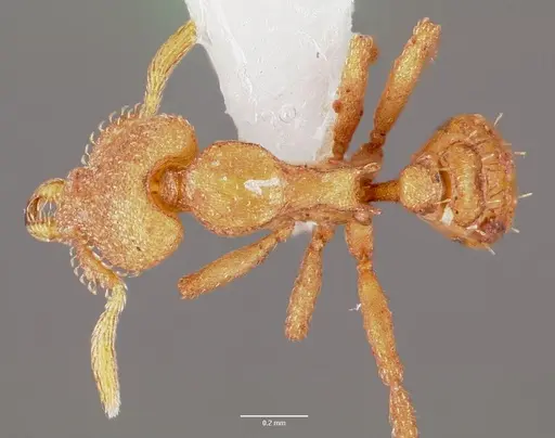 Strumigenys wardi specimen