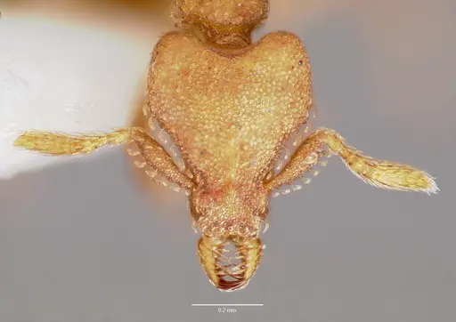 Strumigenys wardi specimen