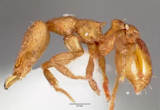 Strumigenys wardi specimen