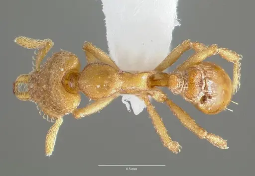 Strumigenys wardi - CASENT0005899