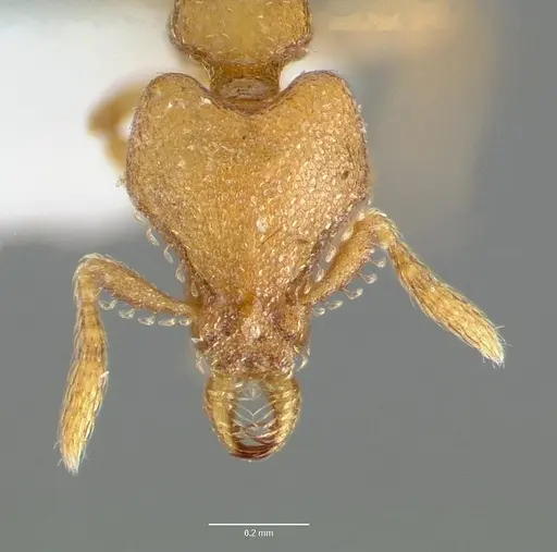 Strumigenys wardi - CASENT0005899