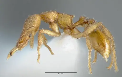 Strumigenys wardi - CASENT0005899