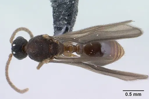 Strumigenys wardi - CASENT0135828