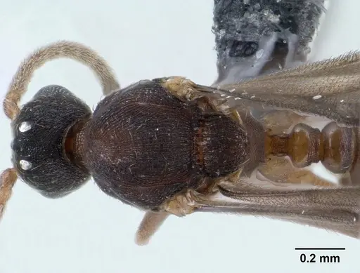 Strumigenys wardi - CASENT0135828