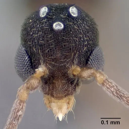 Strumigenys wardi - CASENT0135828