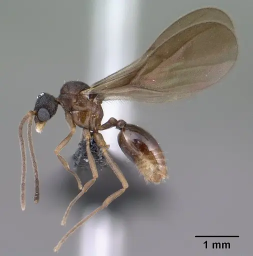 Strumigenys wardi - CASENT0135828