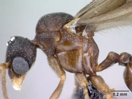 Strumigenys wardi - CASENT0135828