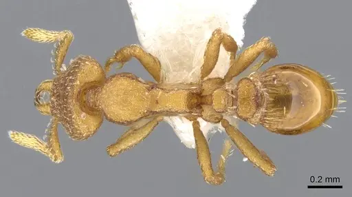 Strumigenys wardi - CASENT0914780