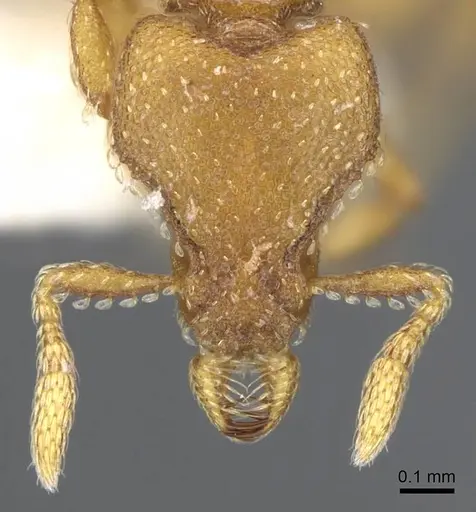 Strumigenys wardi - CASENT0914780