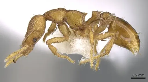 Strumigenys wardi - CASENT0914780