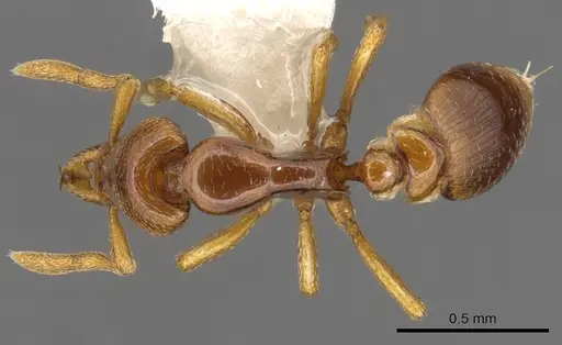 Strumigenys warditeras specimen