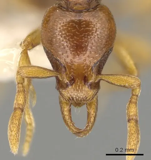 Strumigenys warditeras specimen