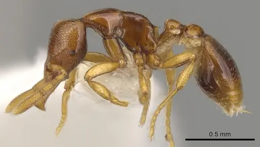 Strumigenys warditeras specimen