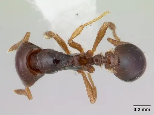 Strumigenys wheeleriana specimen