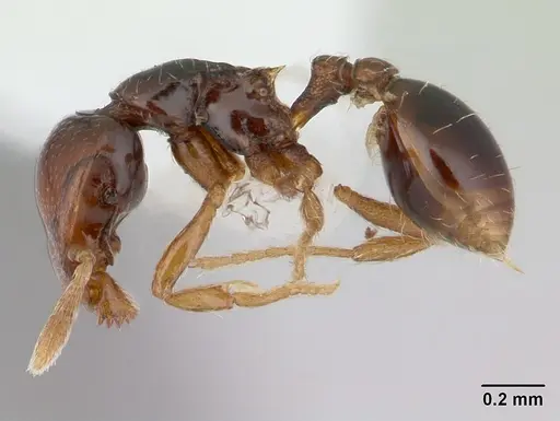 Strumigenys wheeleriana specimen