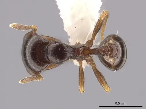 Strumigenys wheeleriana - CASENT0623892