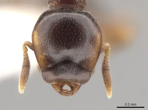 Strumigenys wheeleriana - CASENT0623892