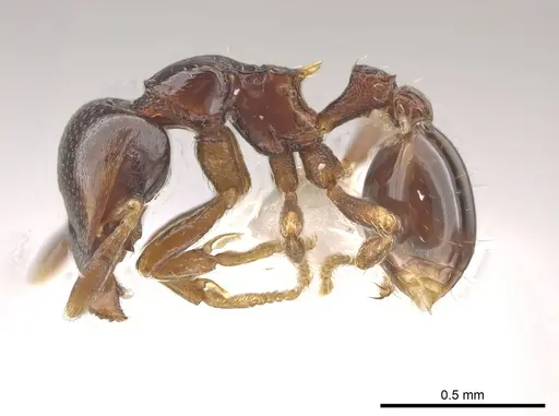 Strumigenys wheeleriana - CASENT0623892