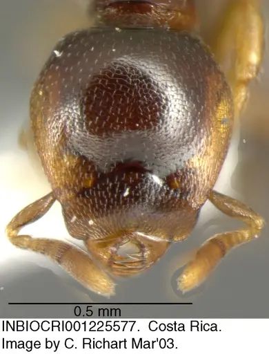 Strumigenys wheeleriana - INBIOCRI001225577