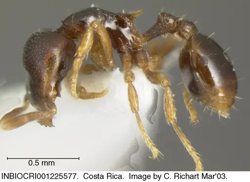 Strumigenys wheeleriana - INBIOCRI001225577