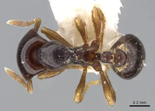 Strumigenys wheeleriana - INBIOCRI001237658