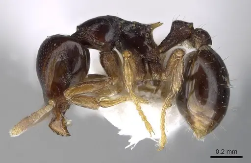 Strumigenys wheeleriana - INBIOCRI001237658