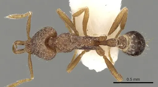 Strumigenys wilsoni specimen