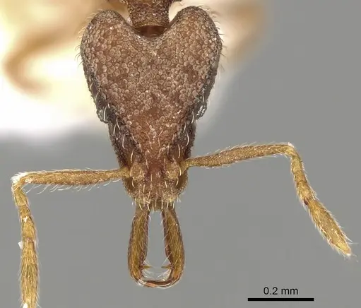 Strumigenys wilsoni specimen