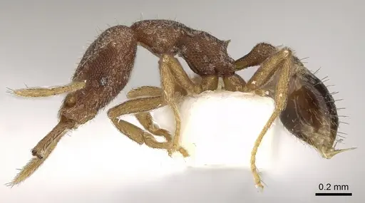 Strumigenys wilsoni specimen