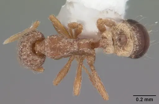 Strumigenys wrayi specimen