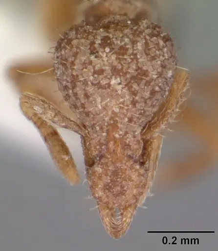 Strumigenys wrayi specimen